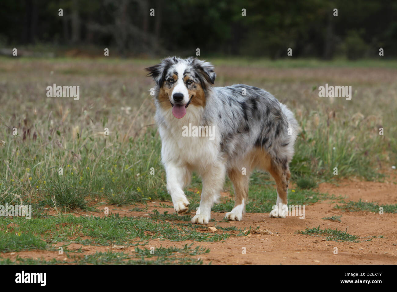 Blue merle male australian hot sale shepherd