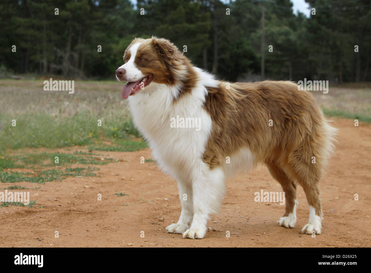 Dog Australian shepherd / Aussie adult standard profile red bicolor Stock  Photo - Alamy