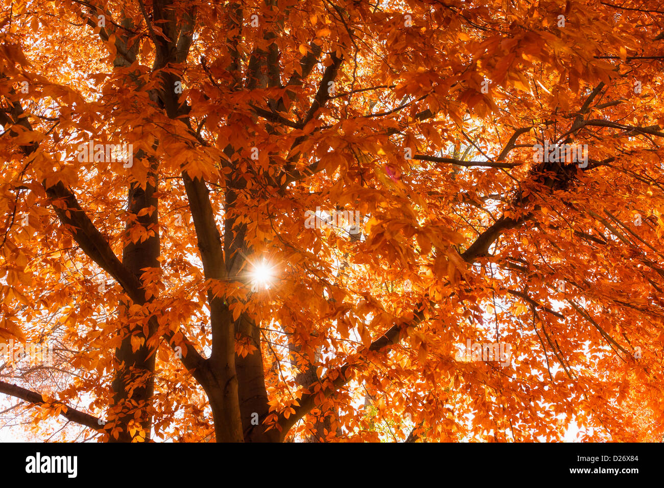 USA, North Carolina, Autumn leaves on tree Stock Photo