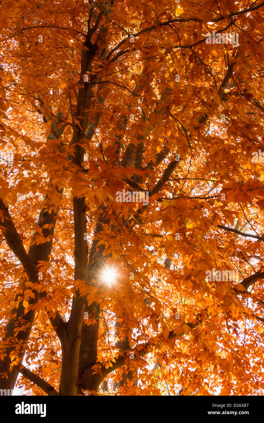 USA, North Carolina, Autumn leaves on tree Stock Photo