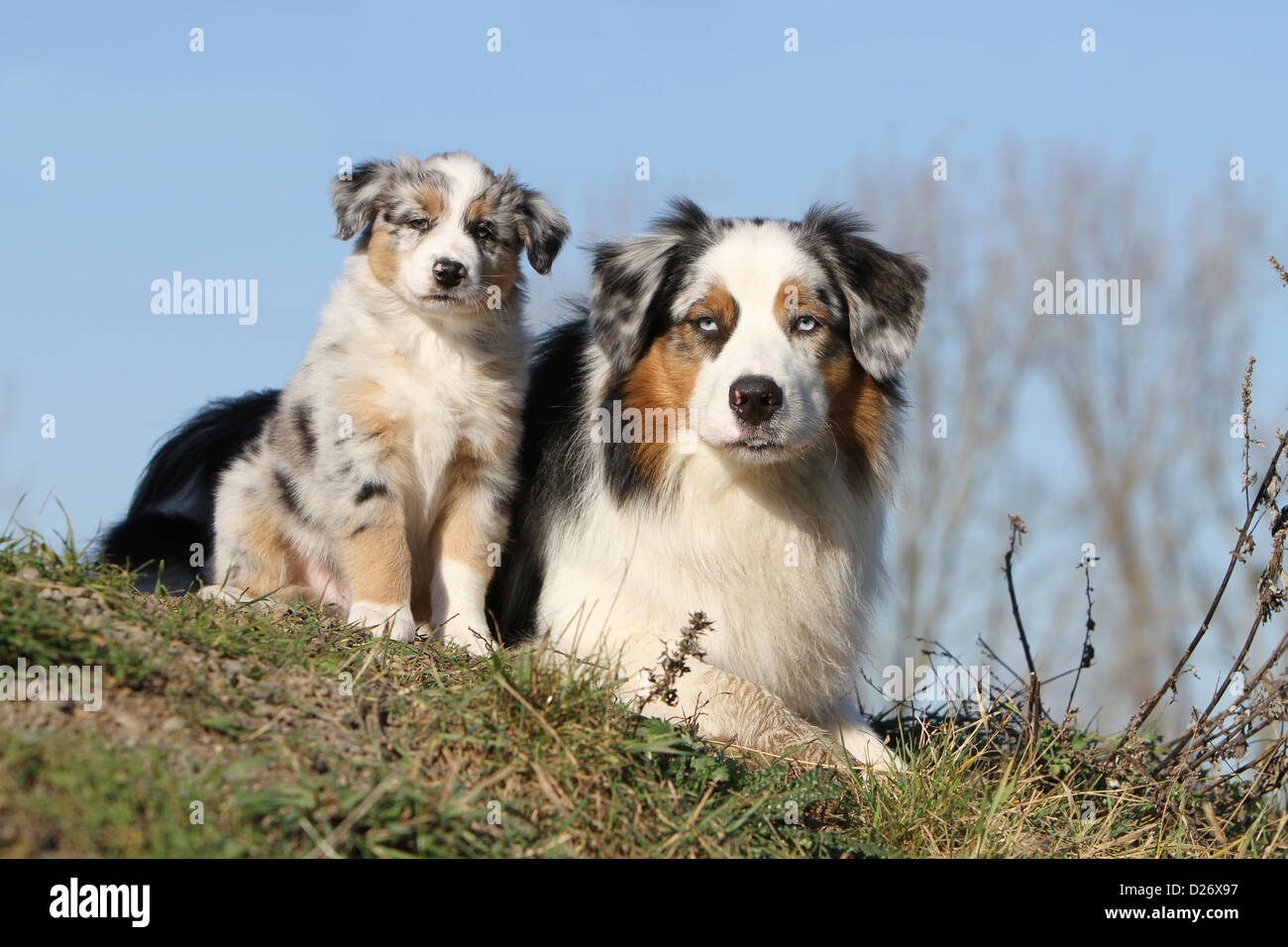 Dog Australian shepherd / Aussie adult standing blue merle Stock