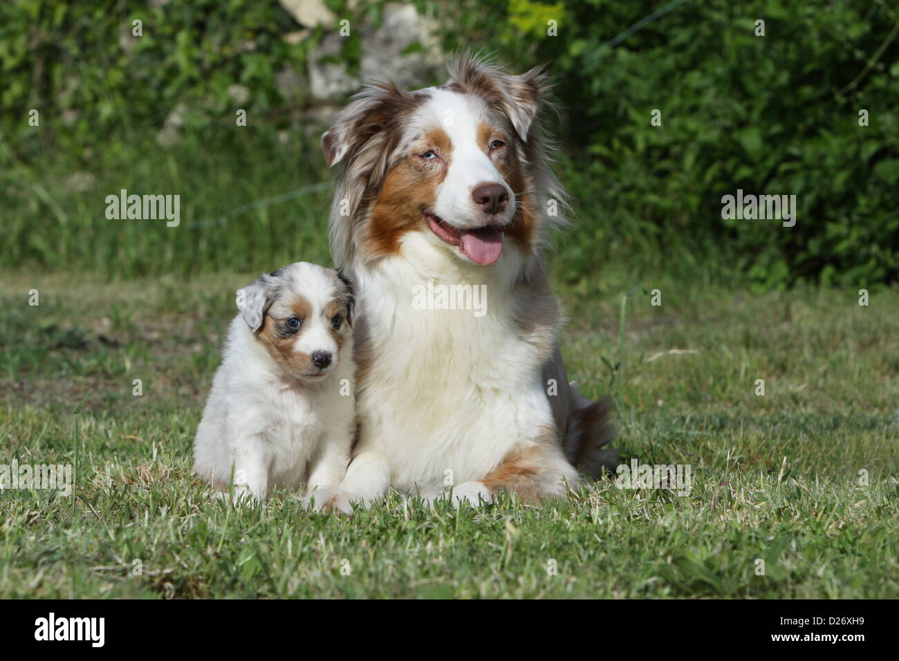Dog Australian shepherd / Aussie adult and puppy in the grass Stock Photo -  Alamy