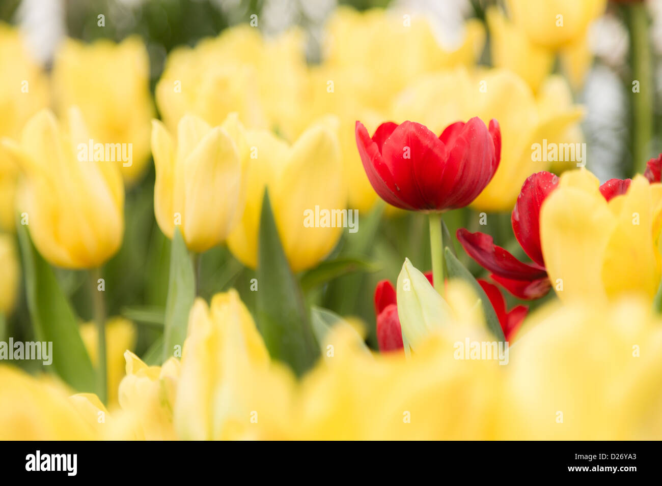 Garden red yellow tulips hi-res stock photography and images - Alamy