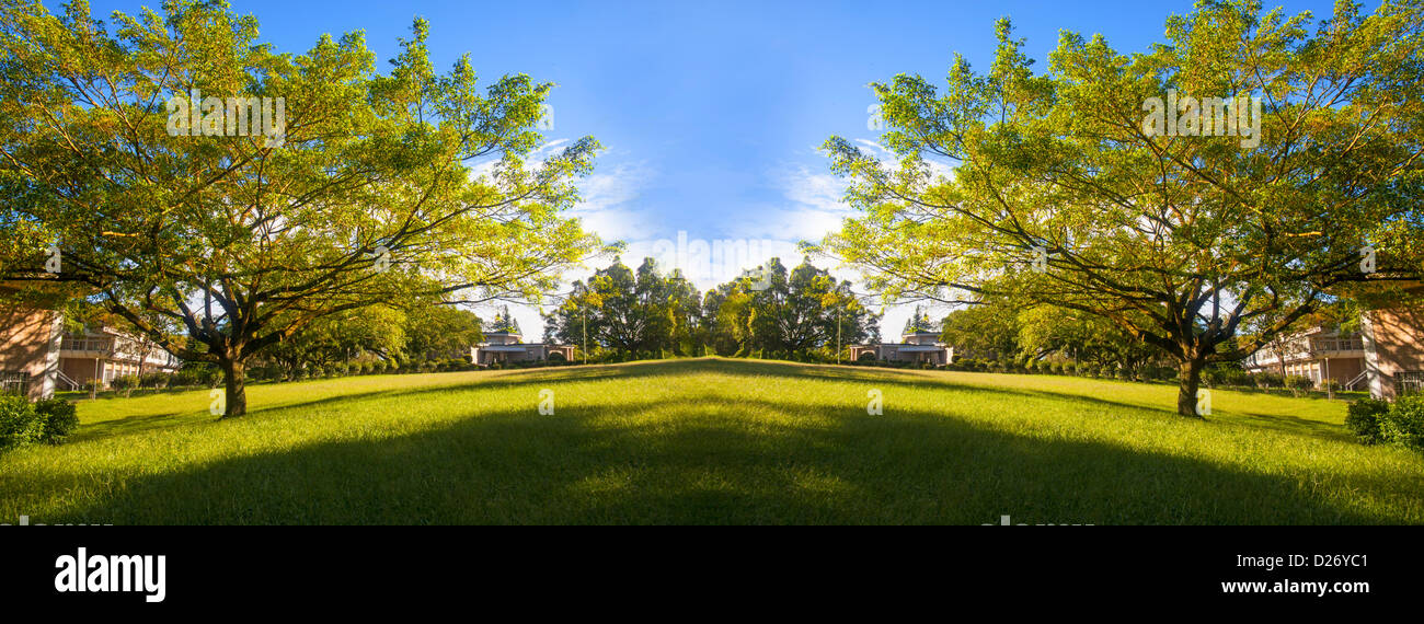 Spring meadow with big tree with fresh green leaves Stock Photo - Alamy