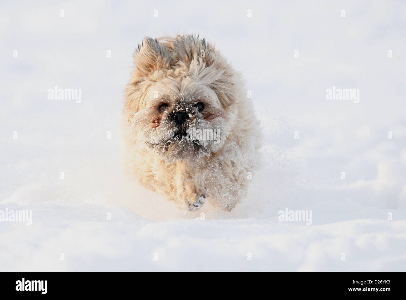 CHEWY 3 YEAR OLD SHIH TZU PLAYING IN THE FRESH SN PLAYING IN THE FRESH SNOW SCARBOROUGH NORTH YORKSIRE ENGLAND 15 January 201 Stock Photo