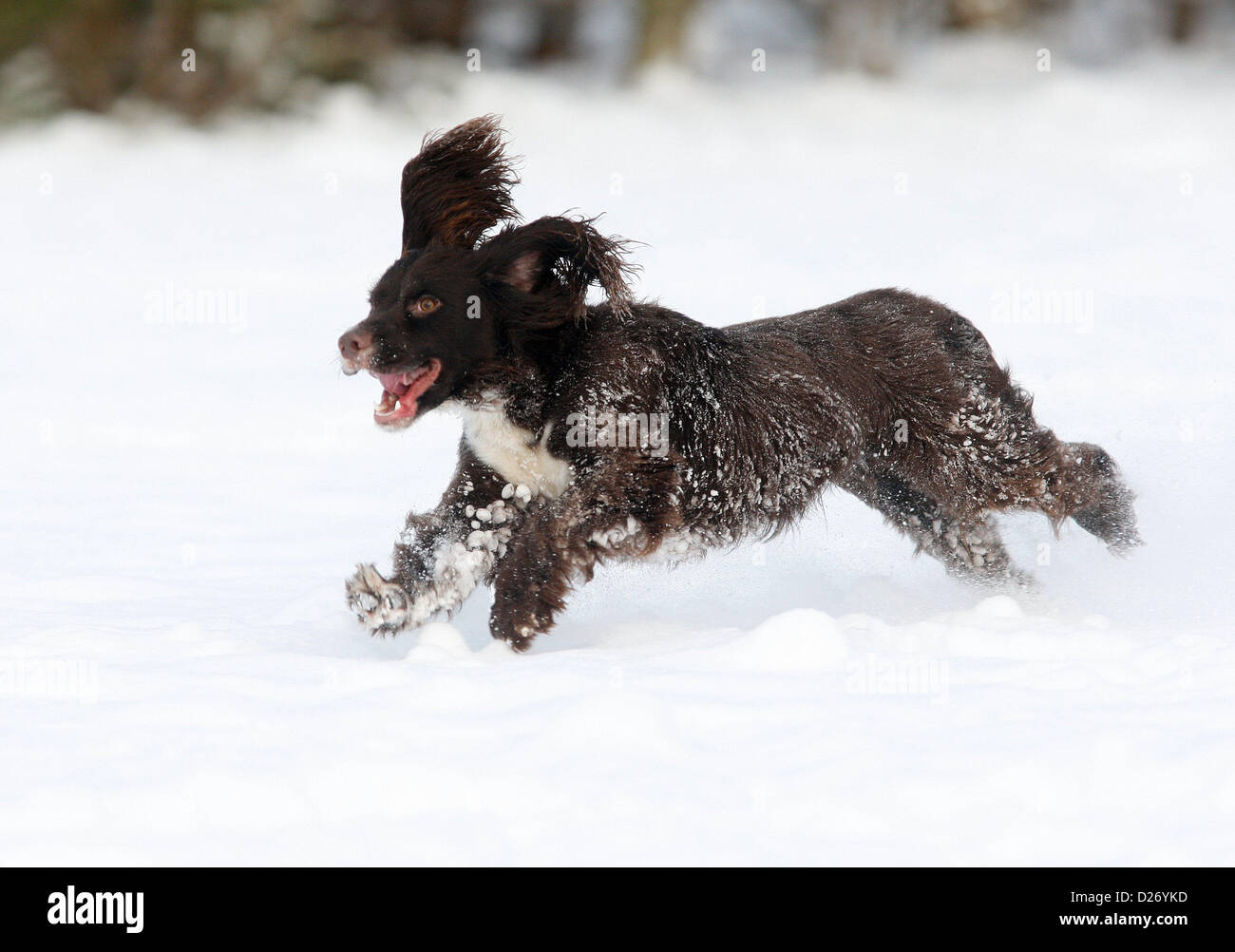 MILO ONE YEAR OLD COCKER PLAYING IN THE FRESH SNO PLAYING IN THE FRESH SNOW SCARBOROUGH NORTH YORKSIRE ENGLAND 15 January 201 Stock Photo