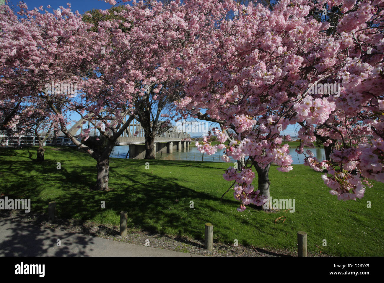 Balclutha Bridge in spring Stock Photo Alamy