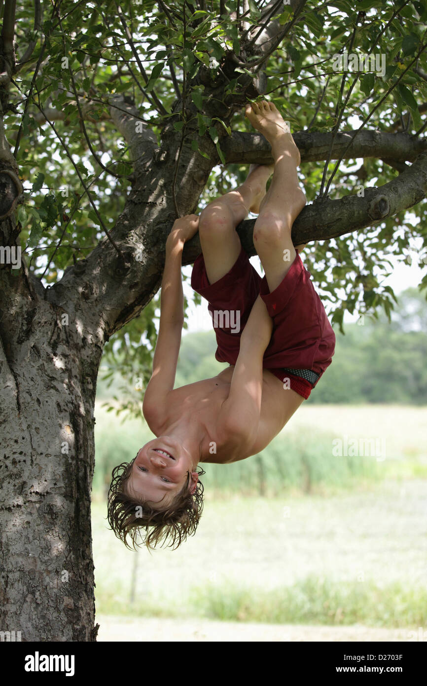 USA, New Jersey, Old Wick, Boy (10-11) hanging upside down on tree branch Stock Photo