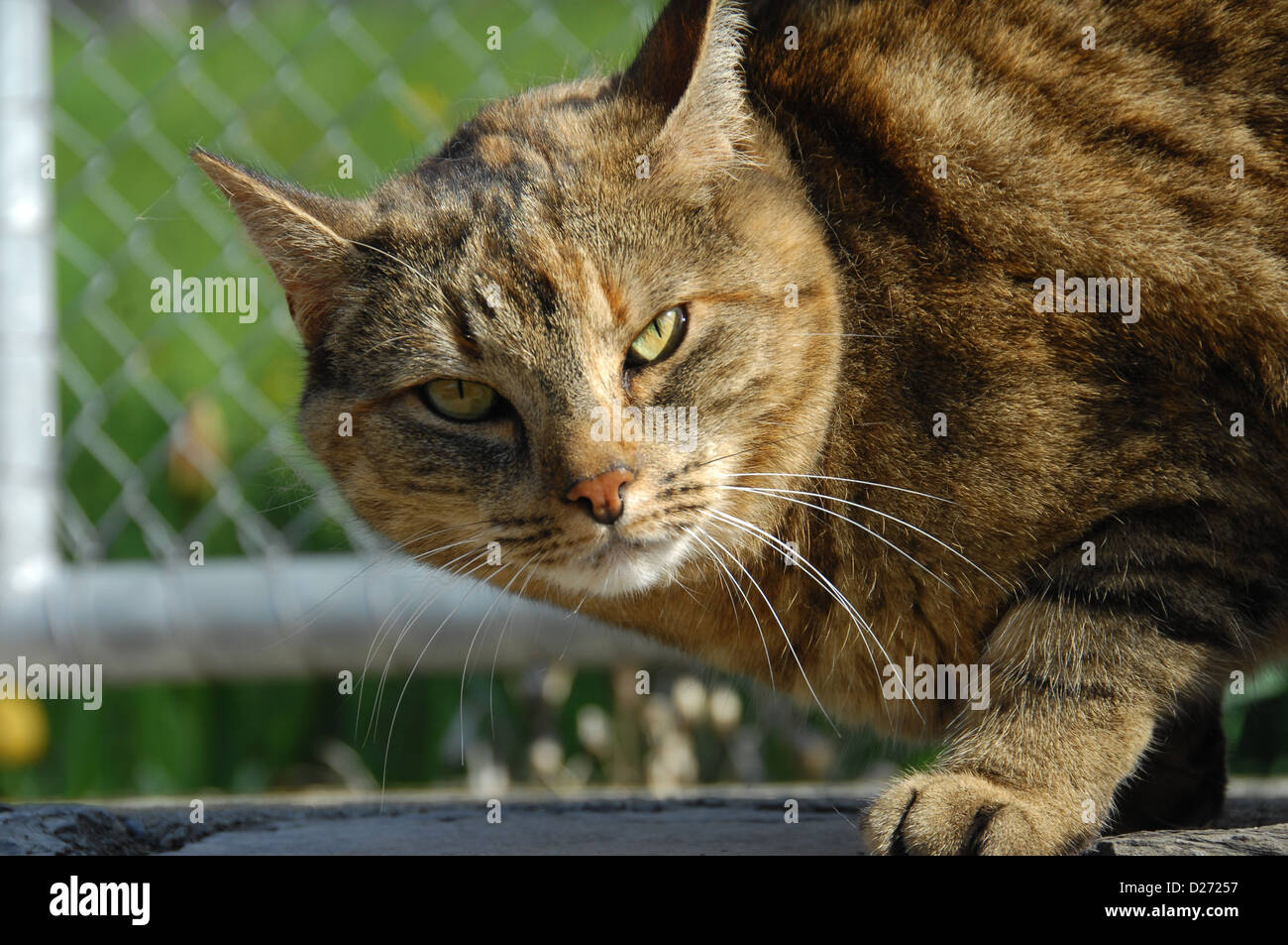 Cat day ideas hi-res stock photography and images - Alamy