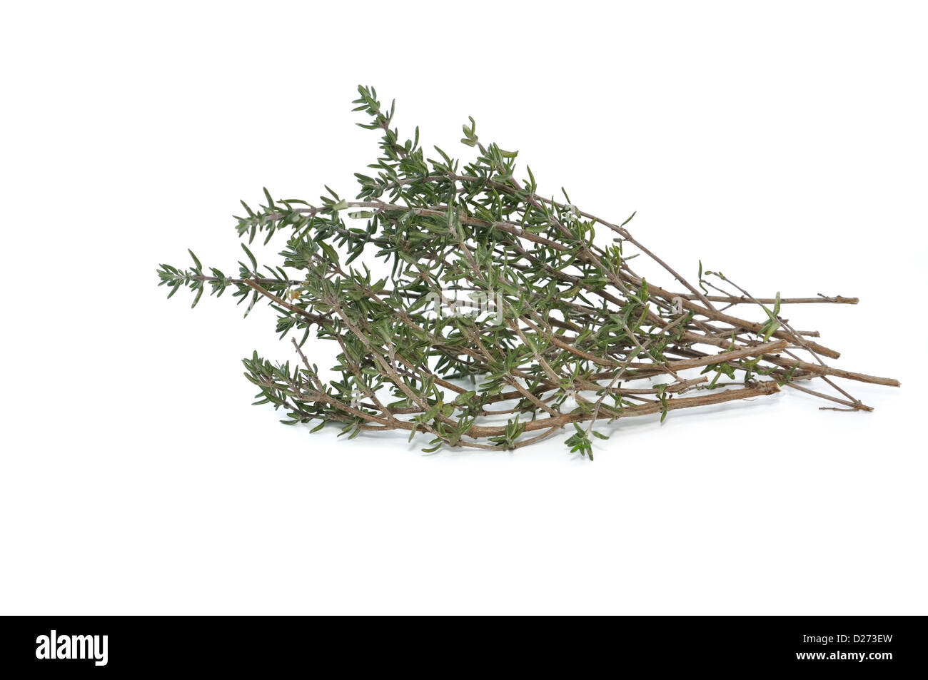 bunch of fresh thyme isolated on white background Stock Photo