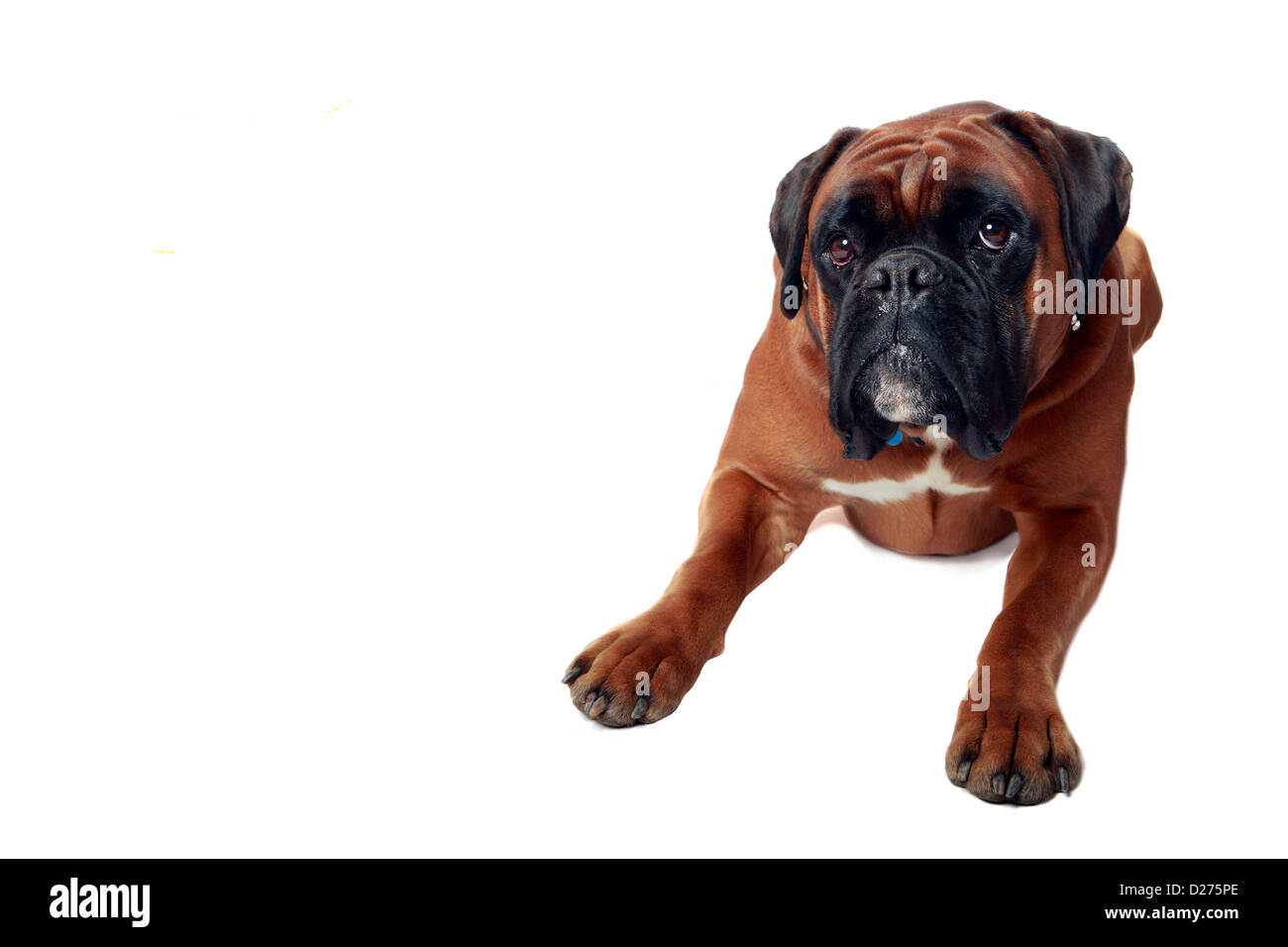 Boxer dog laying down on hires stock photography and images Alamy