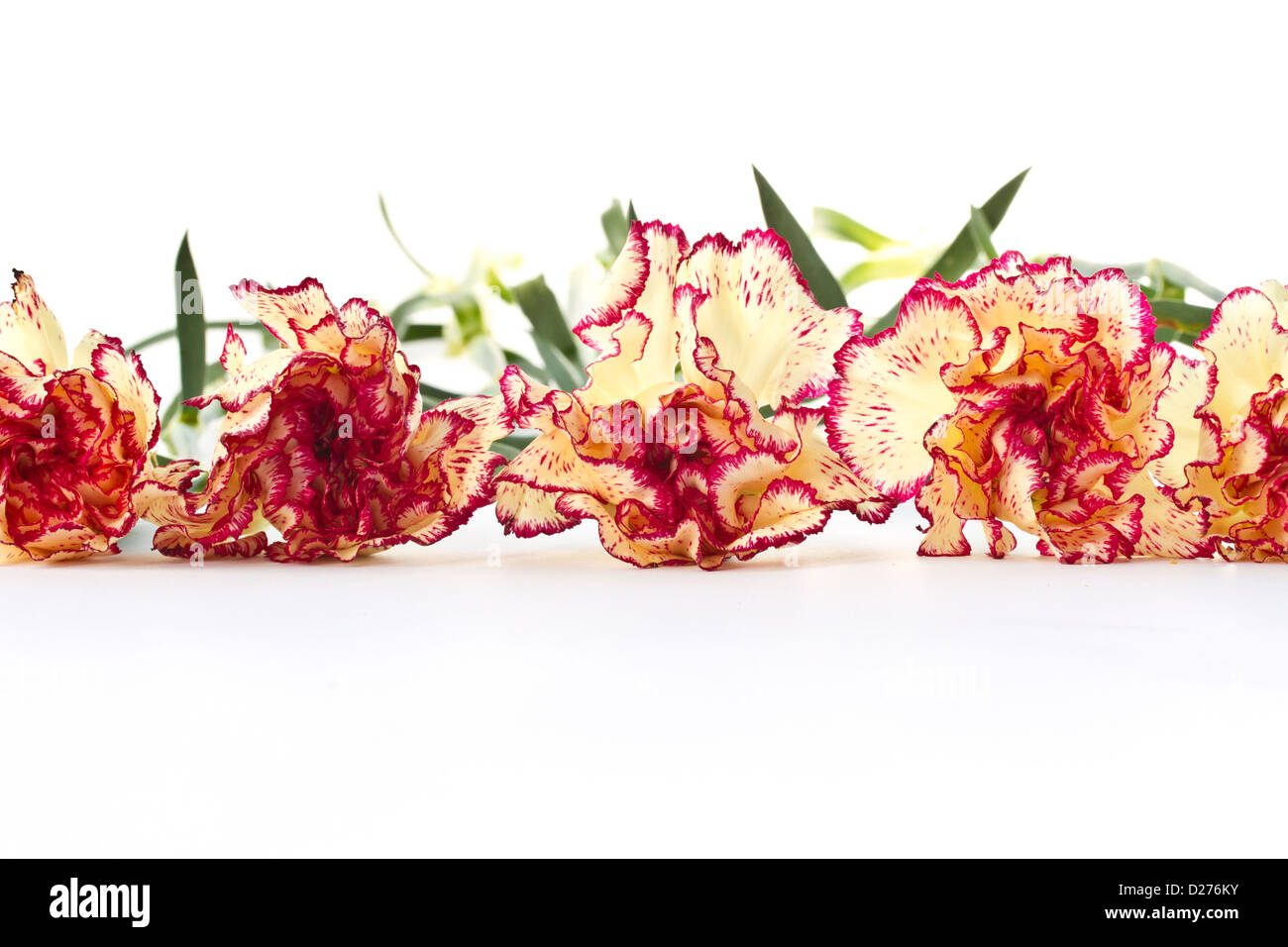 Many beautiful carnations on a white background Stock Photo - Alamy