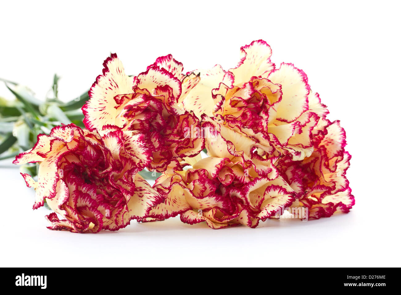 Many beautiful carnations on a white background Stock Photo - Alamy