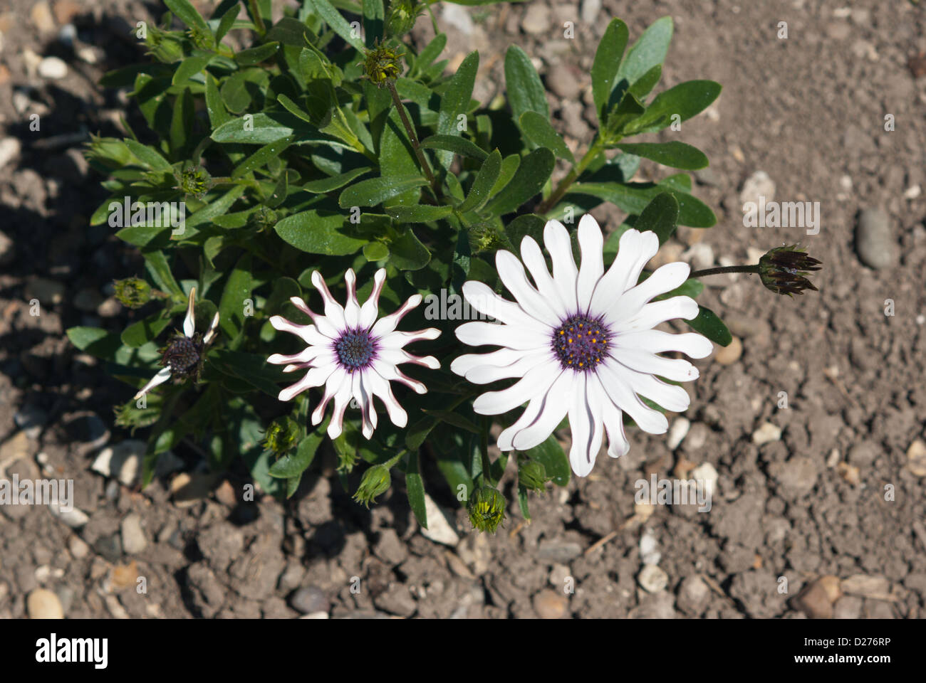 Osteospermum Phillipe Stock Photo