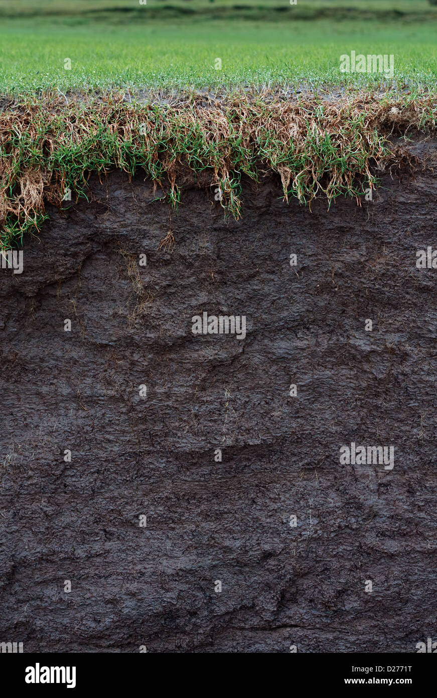 cross section of a salt marsh field with exposed soil following coastal erosion or landslide Stock Photo