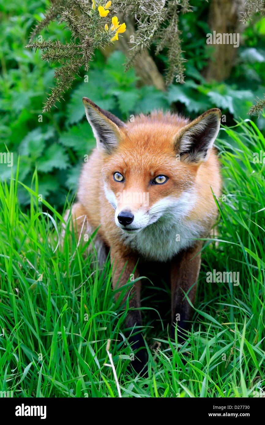 Closeup of a Red Fox in the summer in England Stock Photo - Alamy