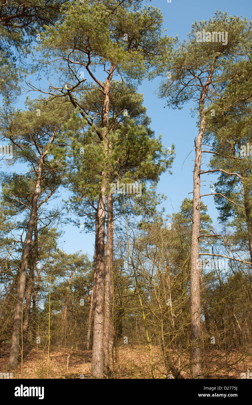Forest of conifers hi-res stock photography and images - Alamy