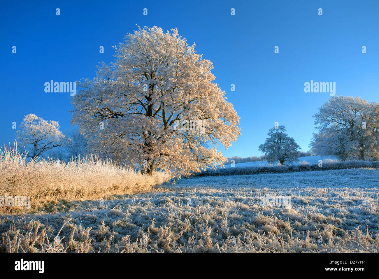 Hoar frost on tree at sunrise, Cotswolds, England Stock Photo