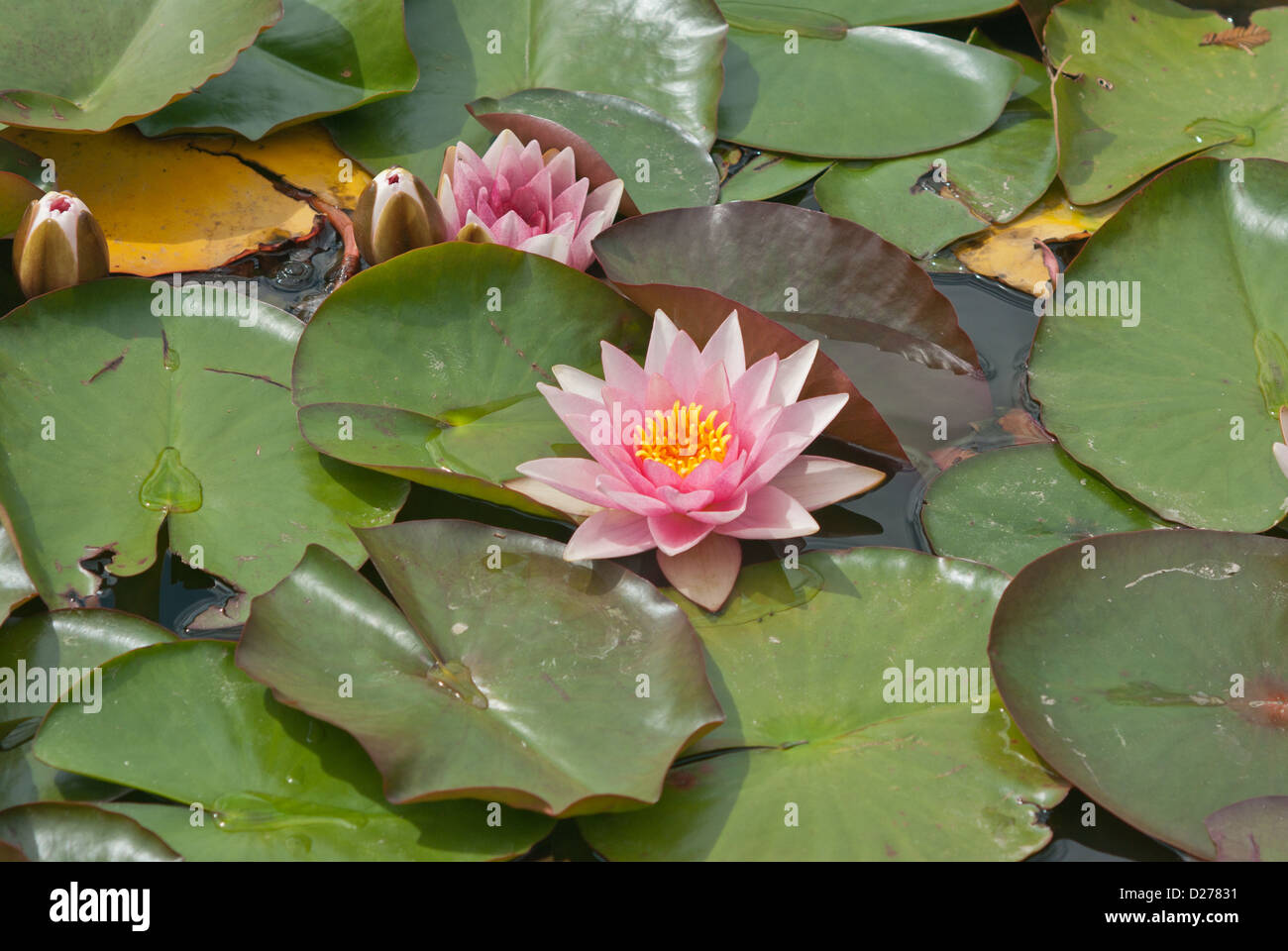 Water lily Nymphaeaceae Formosa Stock Photo