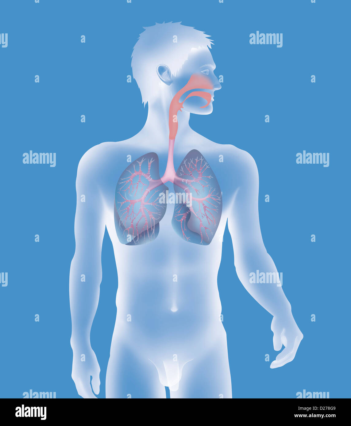 RESPIRATORY TRACT, DRAWING Stock Photo - Alamy