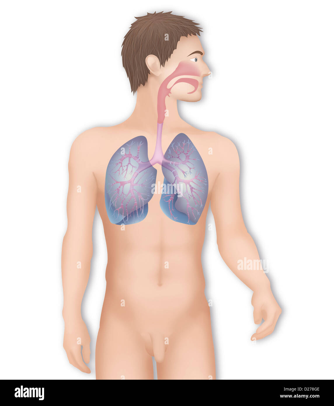 RESPIRATORY TRACT, DRAWING Stock Photo