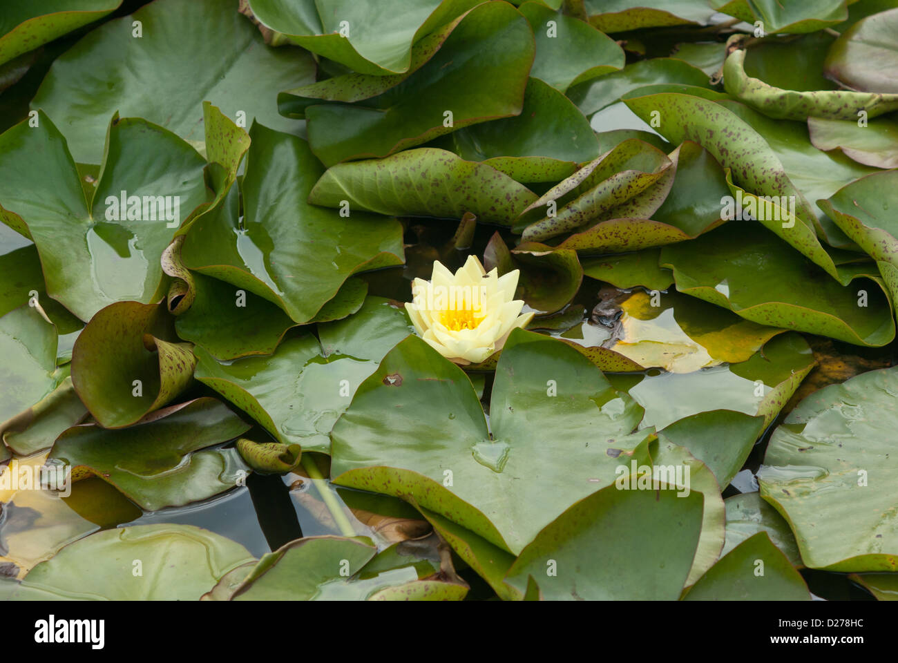 Water lily Nymphaeaceae Moorei Stock Photo