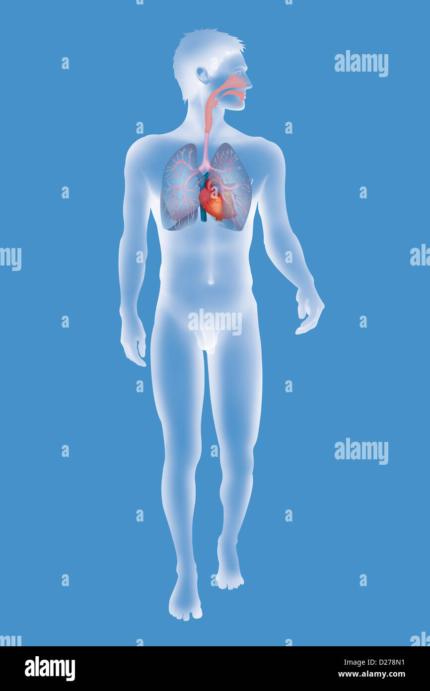 Blood vessels of thorax hi-res stock photography and images - Alamy