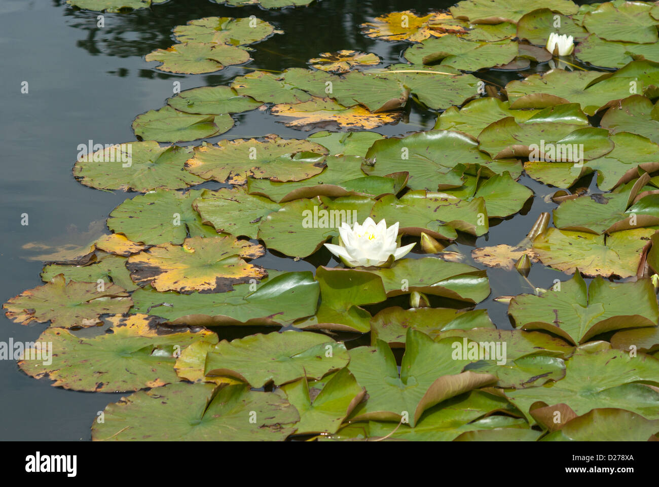 Water lily Nymphaeaceae Gladstoniana Stock Photo