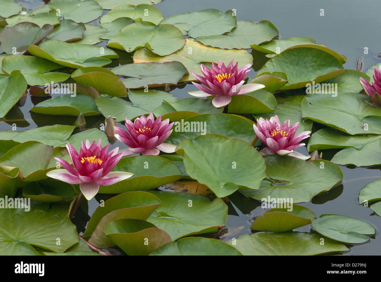 Water lily Nymphaeaceae Attraction Stock Photo