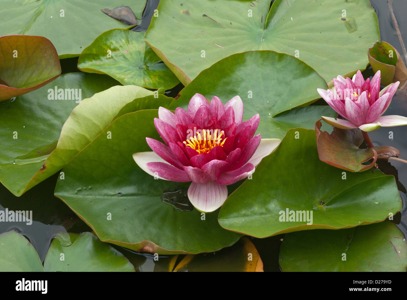 Water lily Nymphaeaceae Attraction Stock Photo