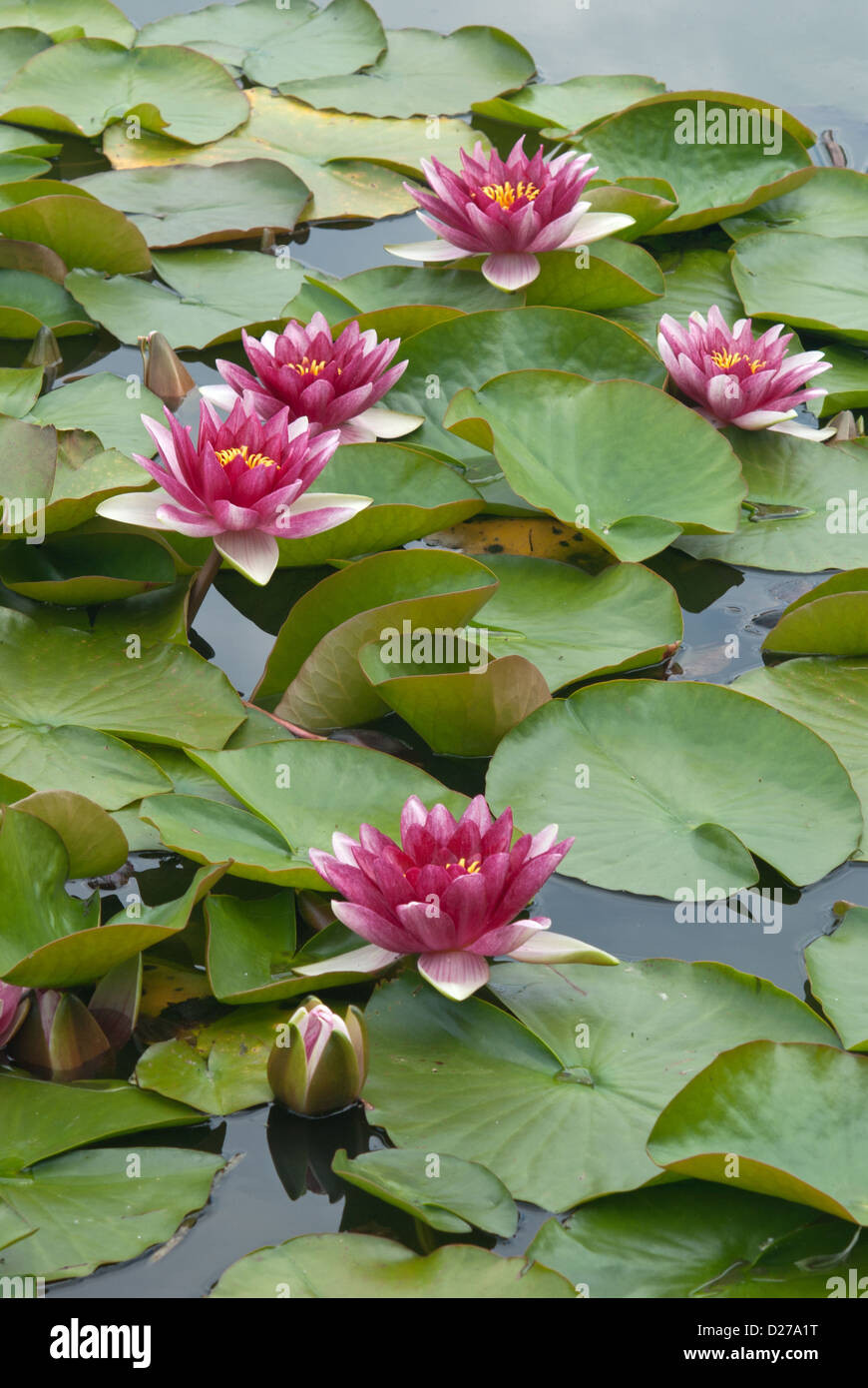 Water lily Nymphaeaceae Attraction Stock Photo