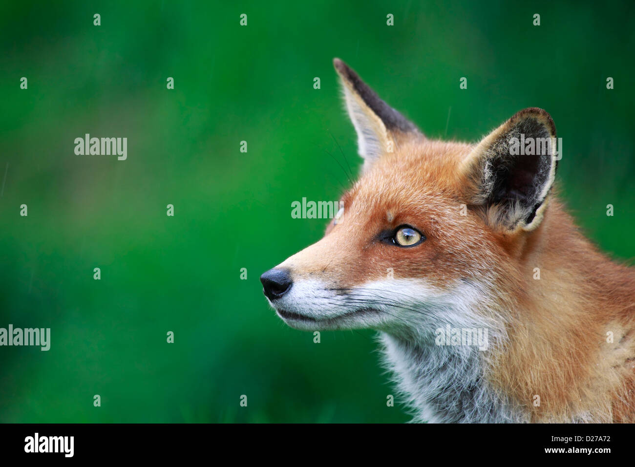 Side profile of a Red Fox in Surrey, England. Stock Photo