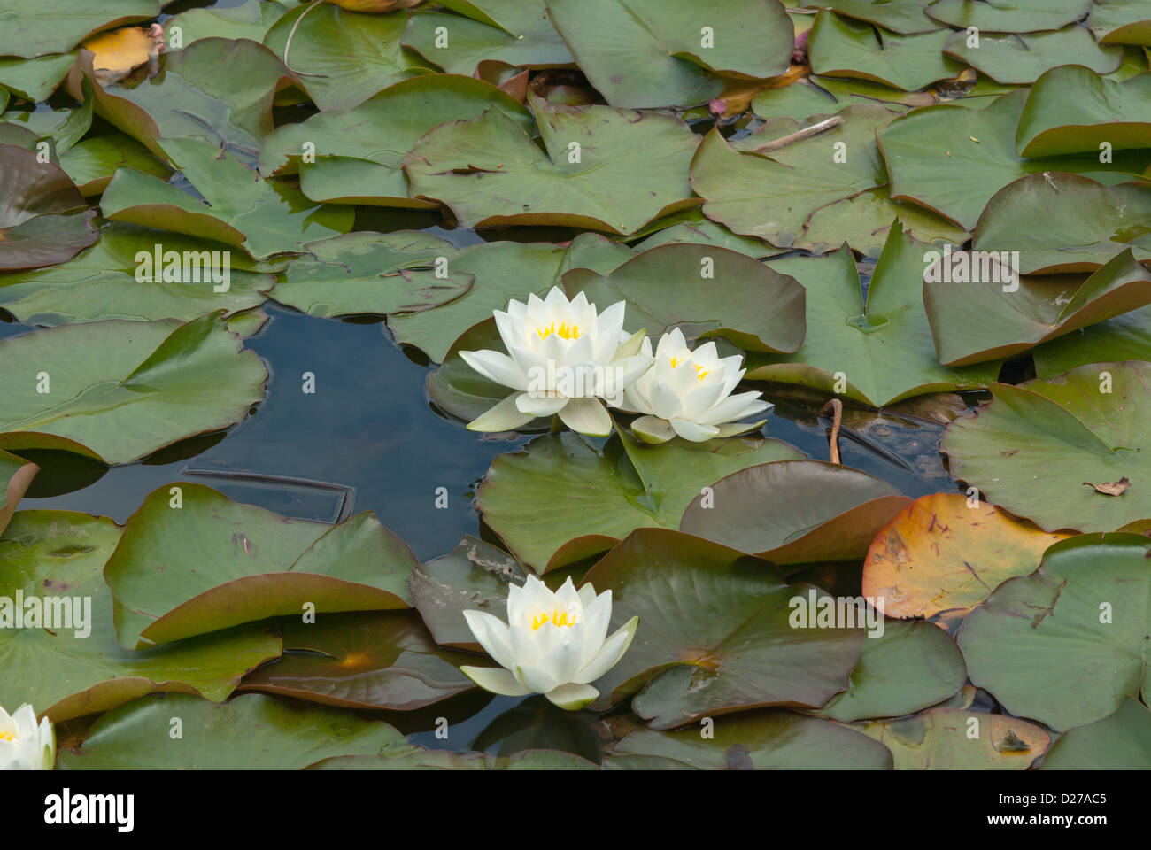 Water lily Nymphaeaceae Gladstoniana Stock Photo