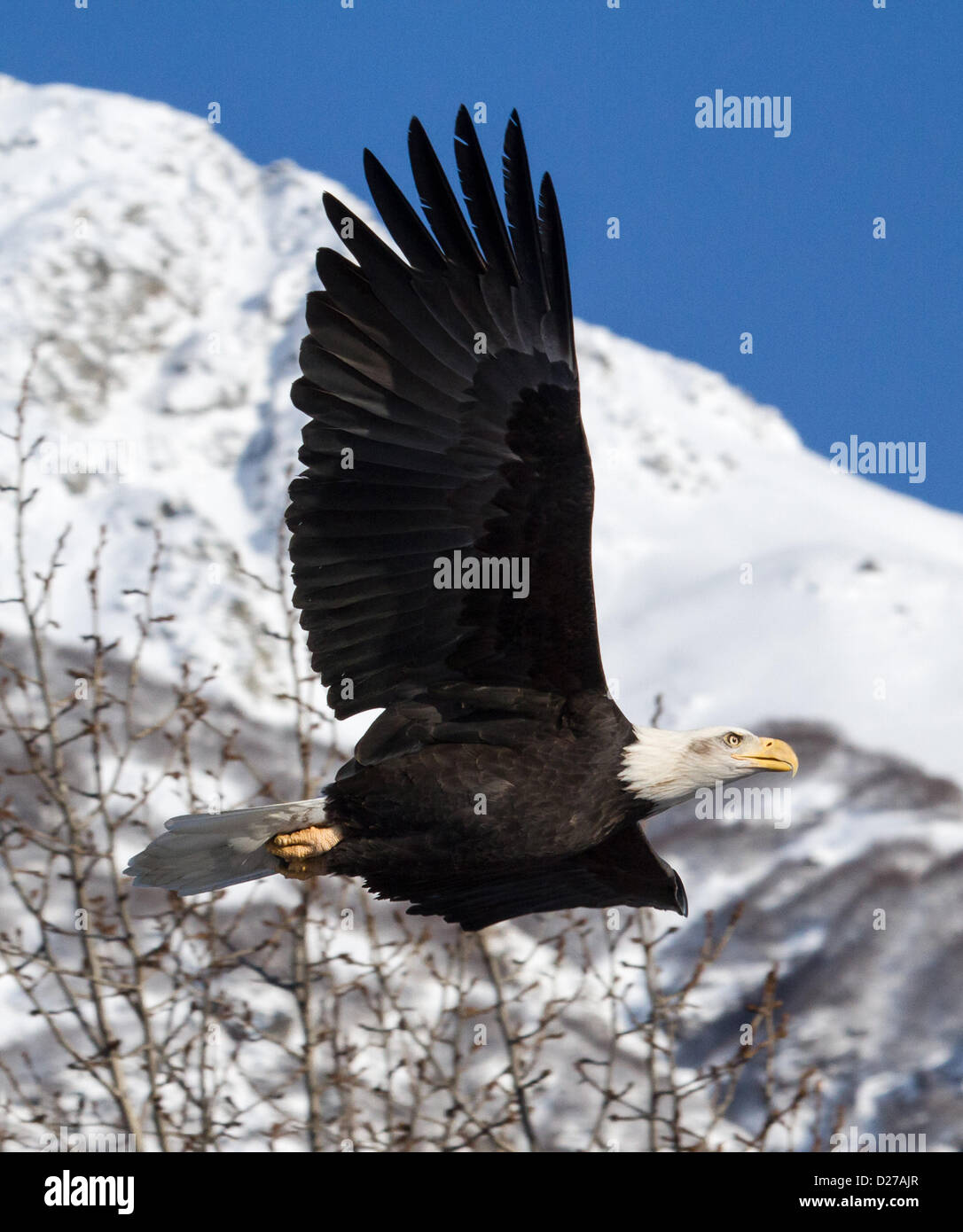 Bald eagle (Haliaeetus leucocephalus) in flight Stock Photo - Alamy
