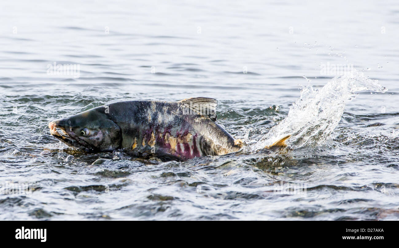 dog salmon (Oncorhynchus keta) with mycosis Stock Photo Alamy