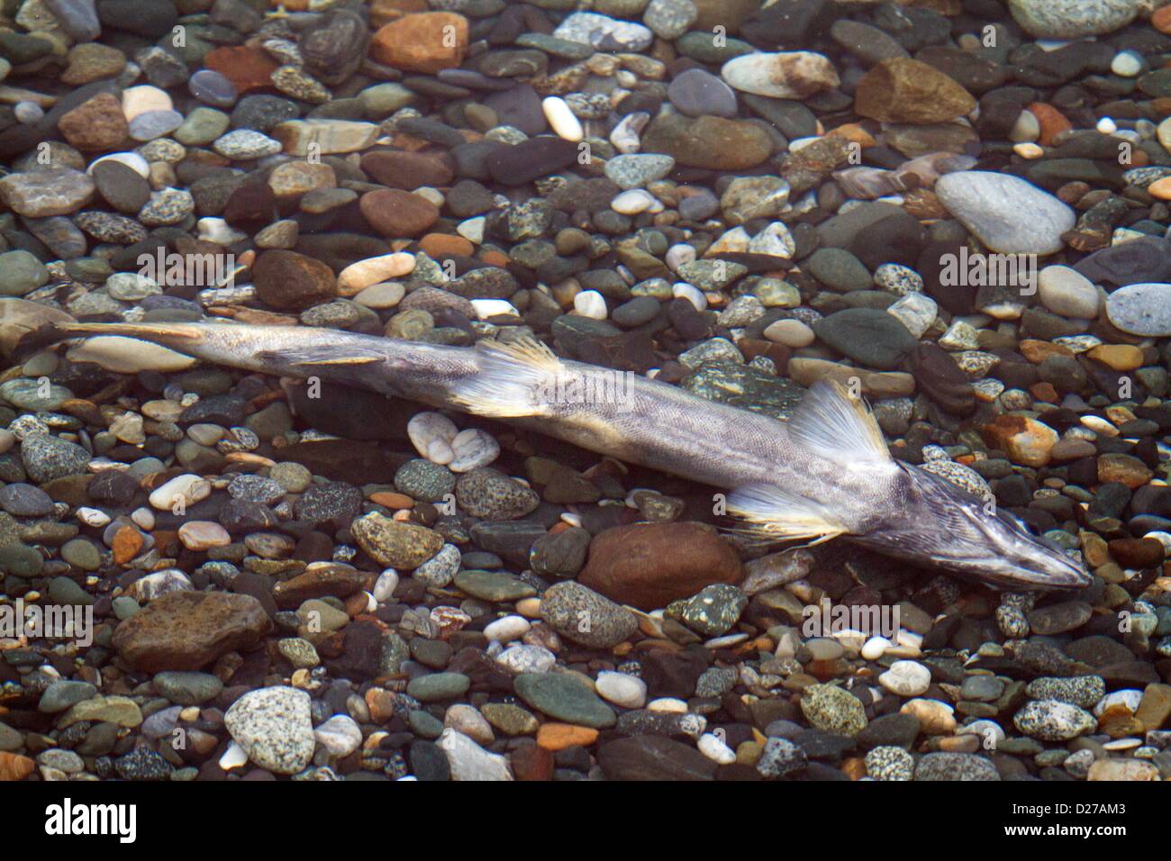 dead dog salmon (Oncorhynchus keta Stock Photo Alamy