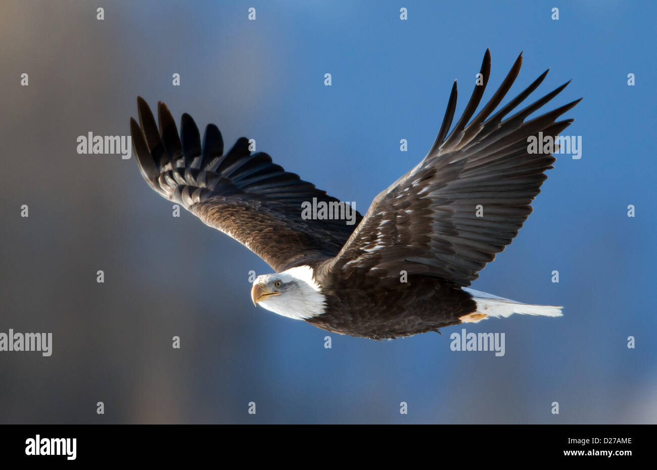 Bald eagle (Haliaeetus leucocephalus) in flight Stock Photo - Alamy