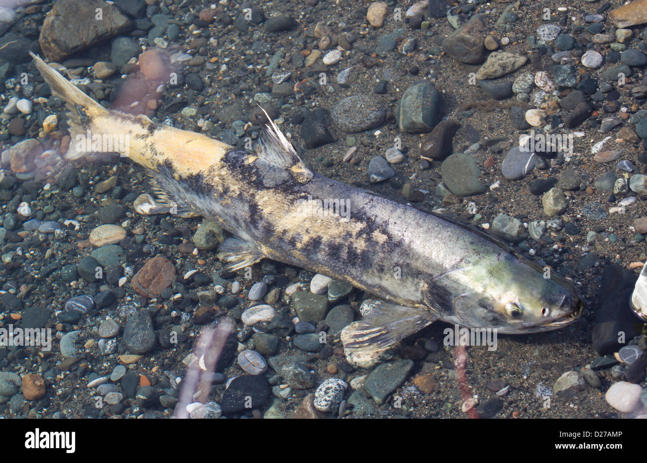 dog salmon (Oncorhynchus keta) with mycosis Stock Photo Alamy