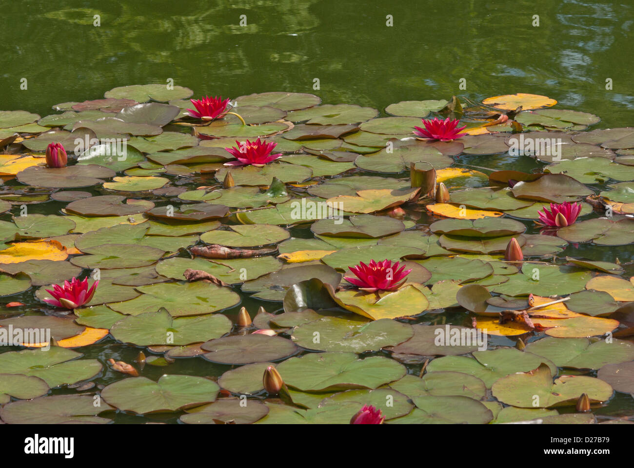 Water lily Nymphaeaceae Escarboucle Stock Photo