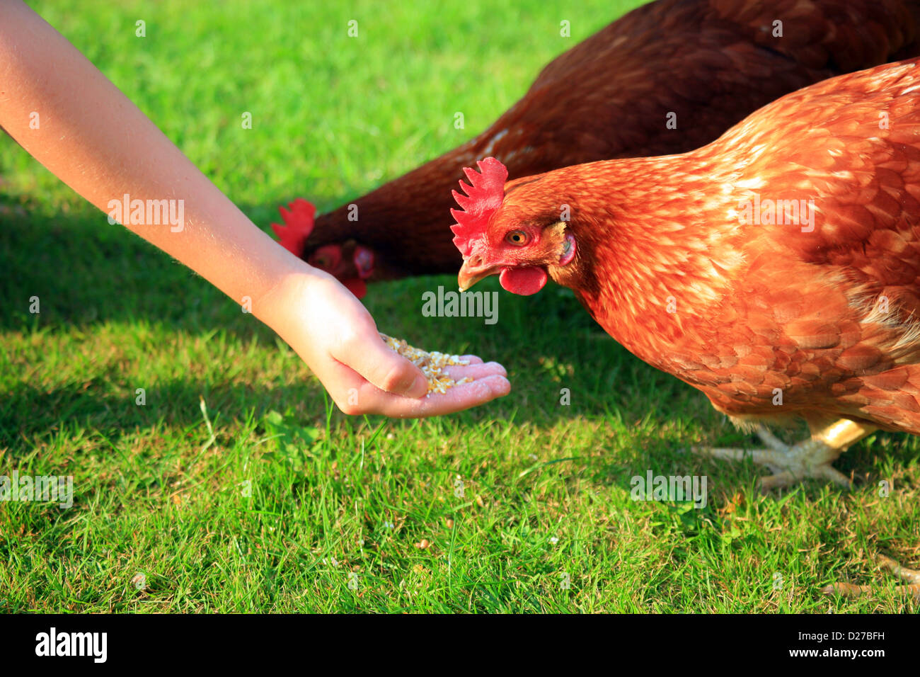 Chicken being fed by childs hand in garden Stock Photo