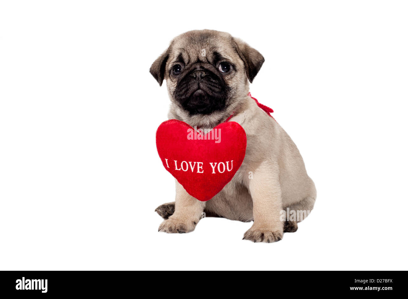 Cute little pug puppy with sign 'I Love You' Stock Photo