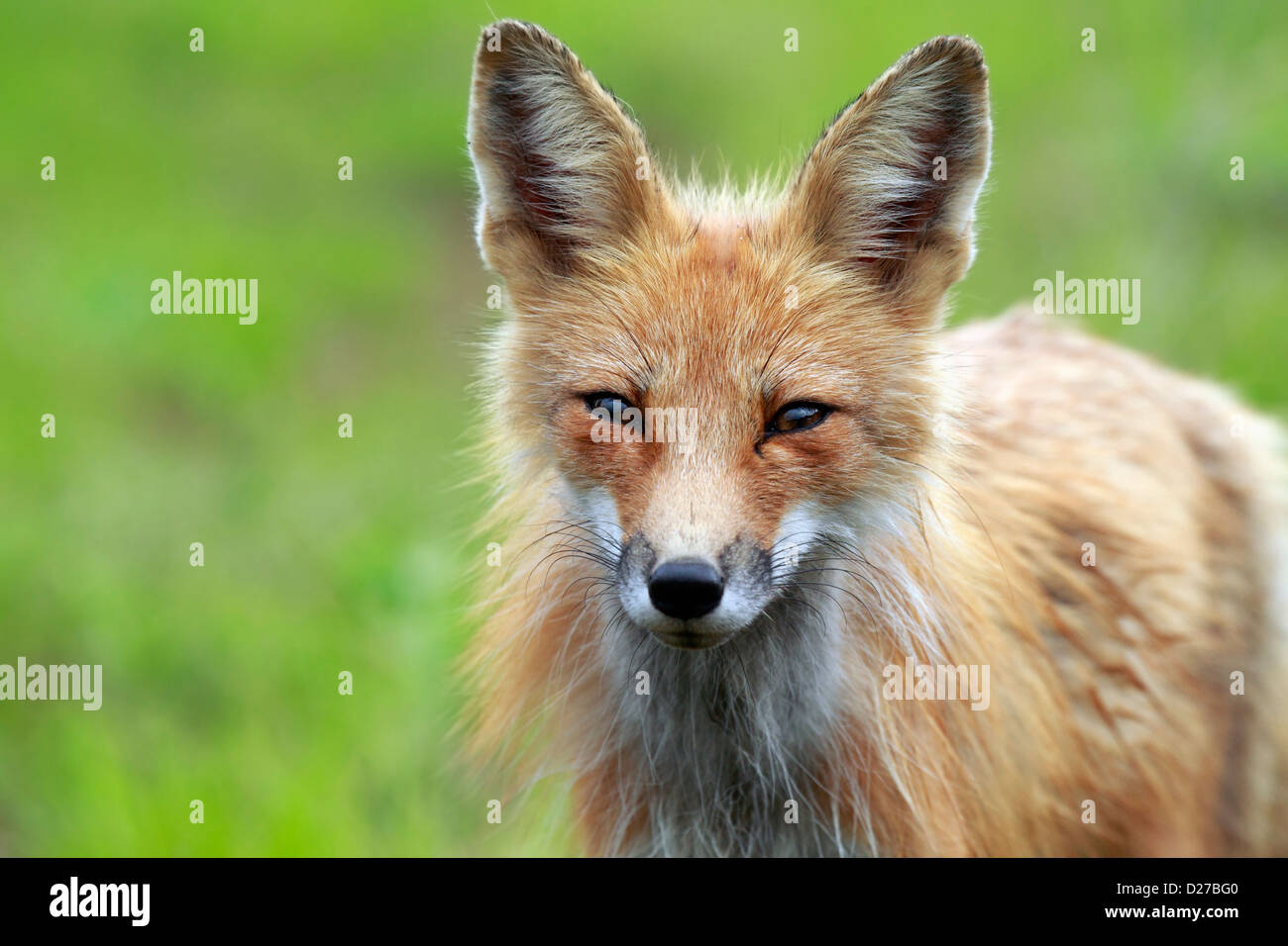 Closeup of a curious Red Fox in the summer at Algonquin Provincial Park ...