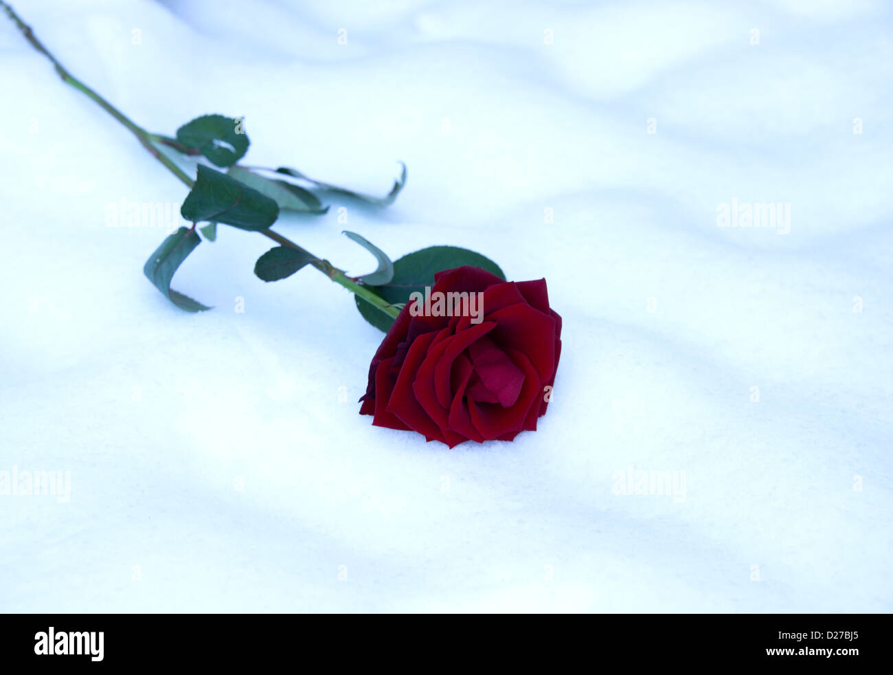 red rose in the snow for valentine card Stock Photo