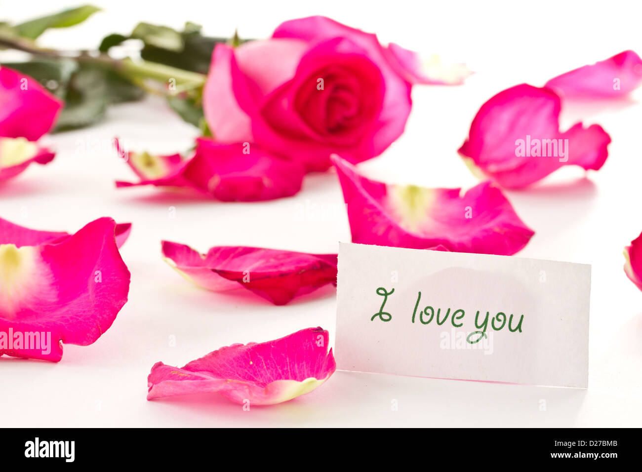 some beautiful roses red on a white background Stock Photo - Alamy
