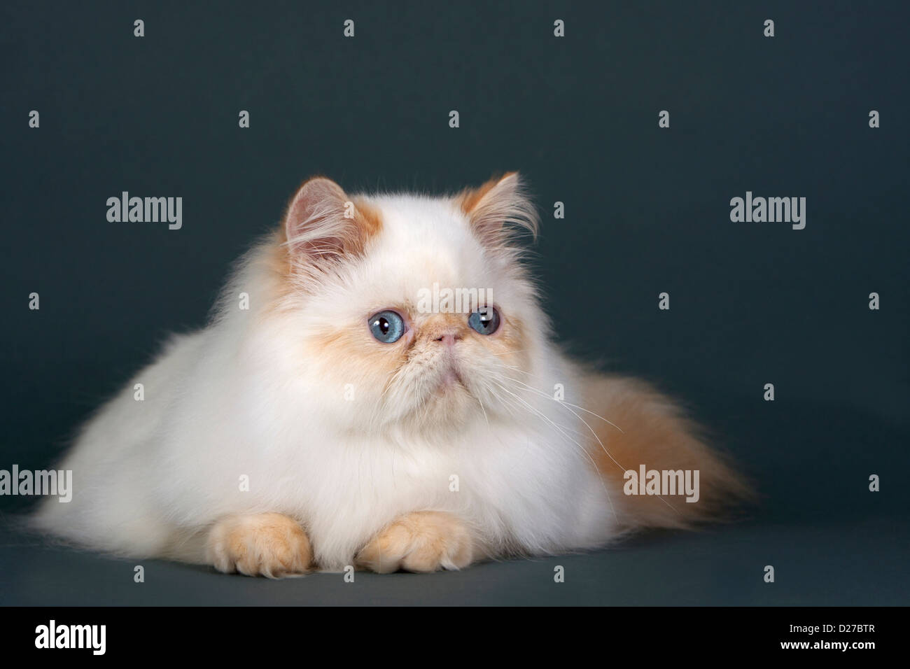 Persian cat breed lying on gray background Stock Photo Alamy