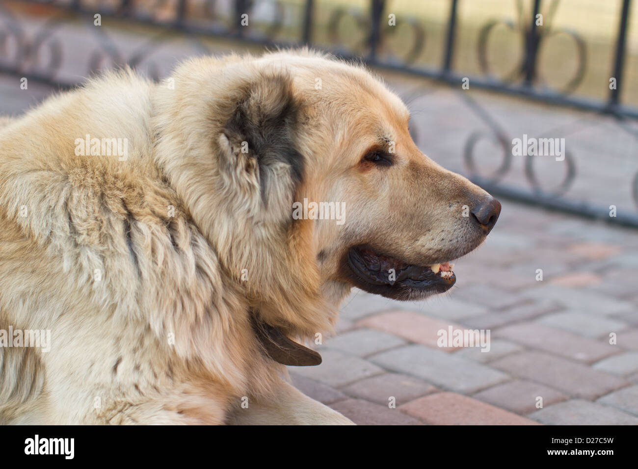 Portrait of a big guard dog Stock Photo