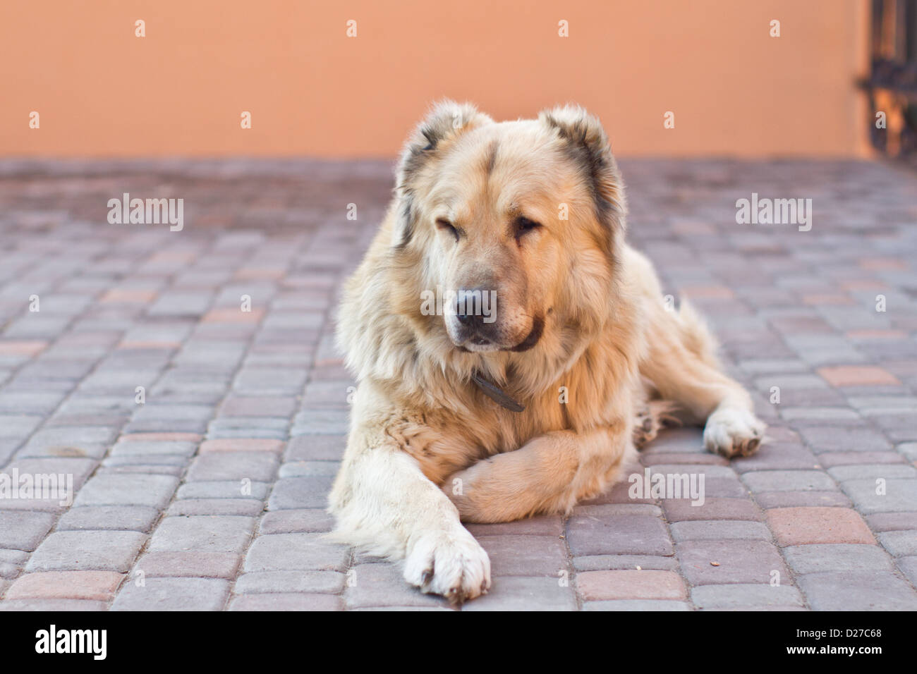 Portrait of a big guard dog Stock Photo