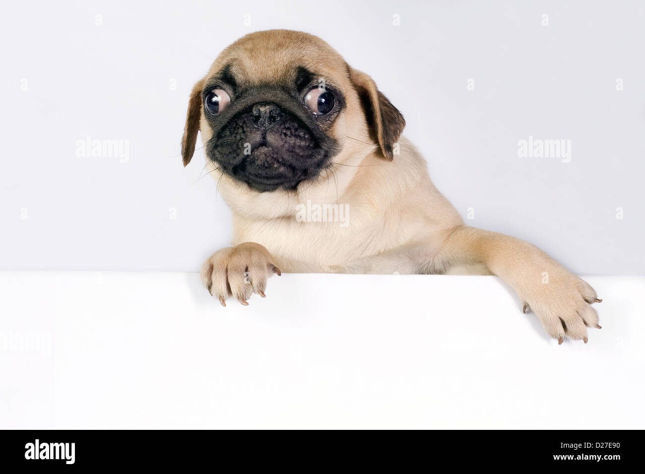 Cute Pug puppy on white background with space for text. Stock Photo