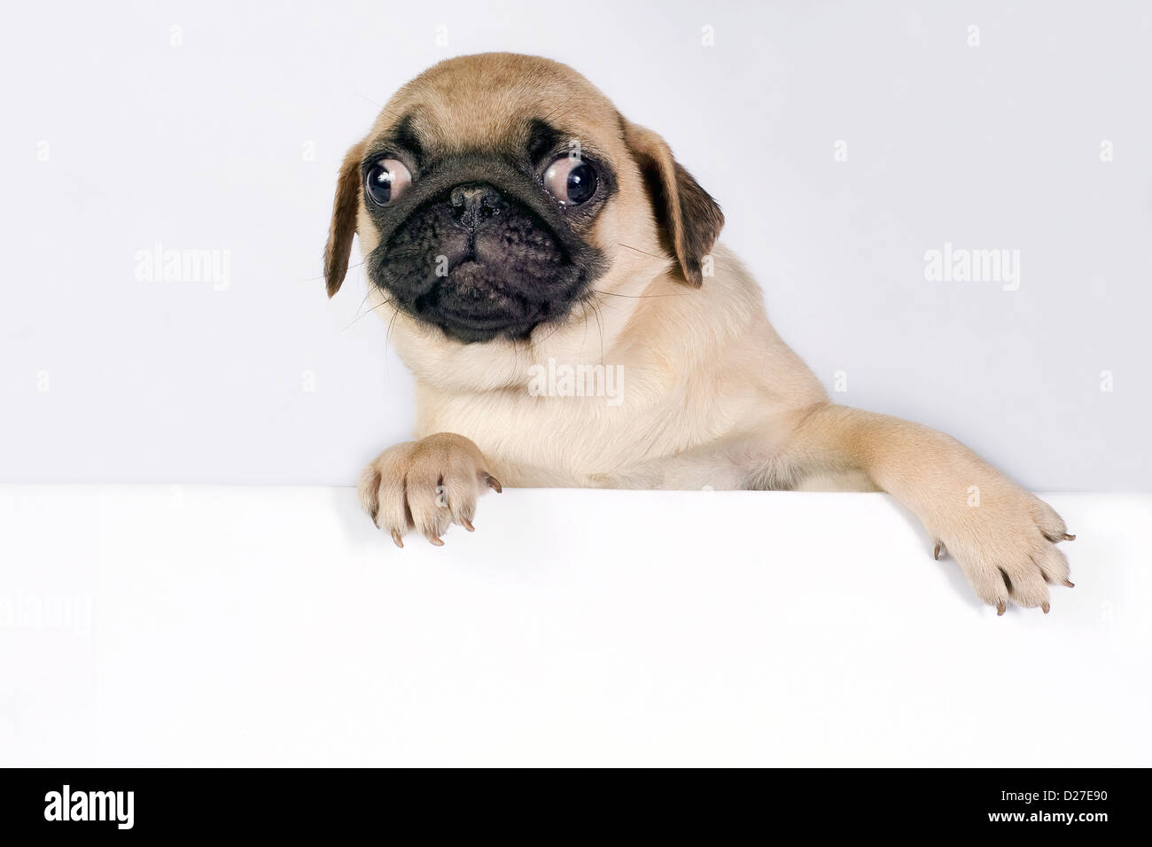 Cute Pug puppy on white background with space for text Stock Photo - Alamy
