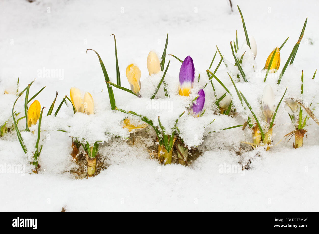 Fresh early spring crocuses grow from under the snow Stock Photo